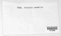Discosia ignobilis image